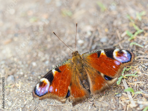 Fotografía Peacock butterfly on the ground among the grass