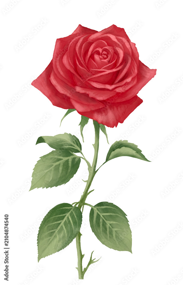 Naklejka premium Blooming Red Rose with Green Leaves Illustration