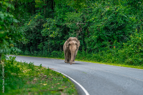 Its body is gray, its snout is called the trunk. The trunk of the Asian elephant has only one beak. Nakhon Ratchasima, Thailand.