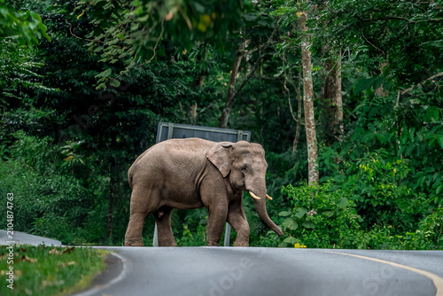 Its body is gray, its snout is called the trunk. The trunk of the Asian elephant has only one beak. Nakhon Ratchasima, Thailand.