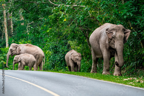 Its body is gray, its snout is called the trunk. The trunk of the Asian elephant has only one beak. Nakhon Ratchasima, Thailand.