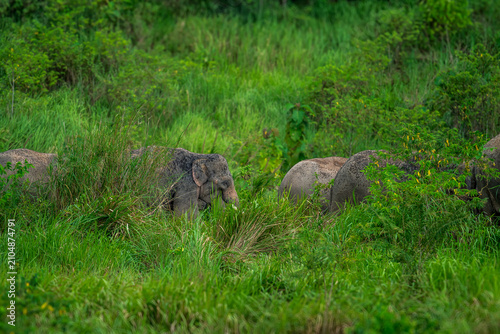 Its body is gray, its snout is called the trunk. The trunk of the Asian elephant has only one beak. Nakhon Ratchasima, Thailand.