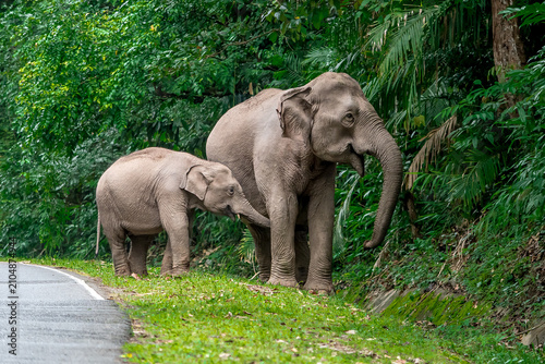Its body is gray, its snout is called the trunk. The trunk of the Asian elephant has only one beak. Nakhon Ratchasima, Thailand.