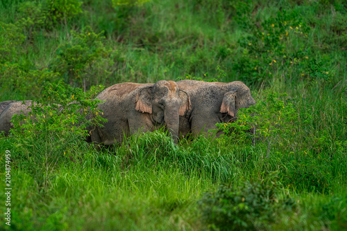 Its body is gray, its snout is called the trunk. The trunk of the Asian elephant has only one beak. Nakhon Ratchasima, Thailand.