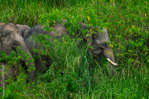 Its body is gray, its snout is called the trunk. The trunk of the Asian elephant has only one beak. Nakhon Ratchasima, Thailand.