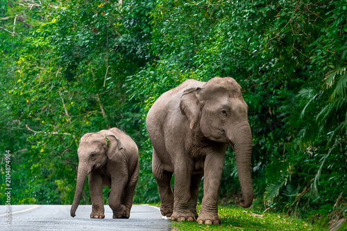 Its body is gray, its snout is called the trunk. The trunk of the Asian elephant has only one beak. Nakhon Ratchasima, Thailand.