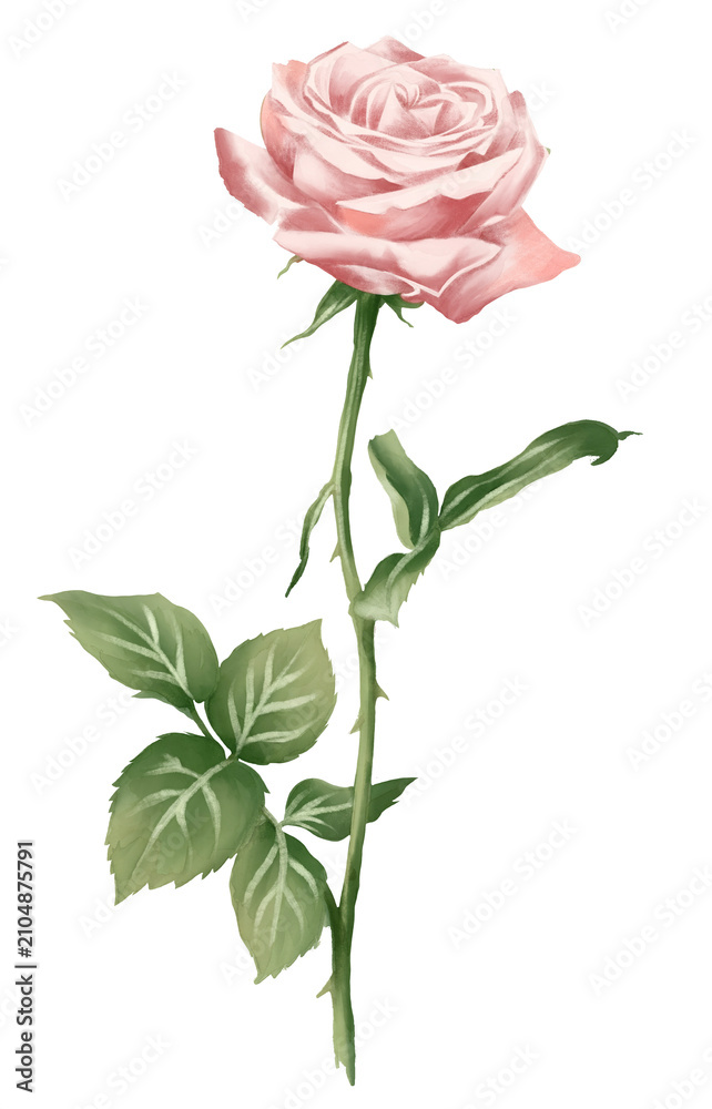 Obraz premium Watercolor Pink Rose Illustration