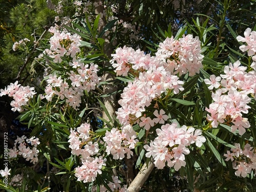 Blooming oleander nerium tree with white pinkish flowers