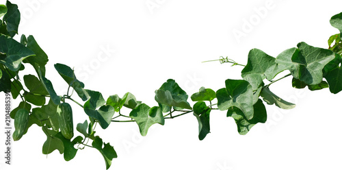 Foto Vine plant, Branch creeper leaf green, Liana tropical nature.