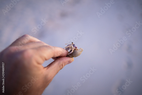 Фотография Hermit crab in a shell held in a human hand on a white sandy beach in the Maldives