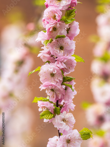 Beautiful Pink Flowers of Prunus triloba, Blossom, pink flowers. Prunus triloba, sometimes called flowering plum or flowering almond, a name shared with Prunus jacquemontii