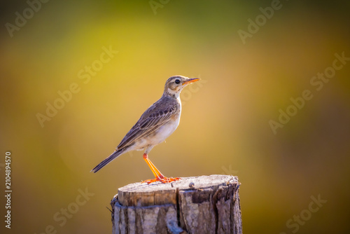 Tableau sur toile Small passerine bird perched on a weathered wooden post with soft natural bokeh background in Kalpitiya, Sri Lanka