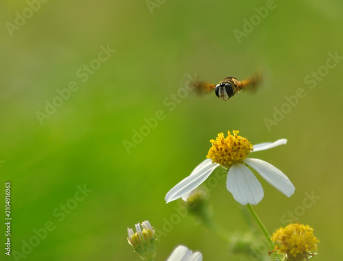 Bild auf Leinwand Hoverfly Hovering Above Spanish Needle Wildflower in Soft Green Meadow Backgroun