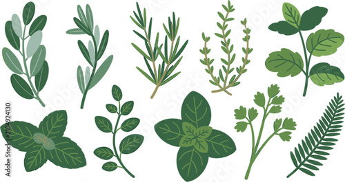 Minimalist culinary herb outline vector set with thin line art rosemary basil and thyme botanical elements