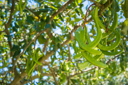 Принти на полотні Green carob pods hanging from Ceratonia siliqua branch with lush foliage under bright sunlight, natural botanical outdoor scene
