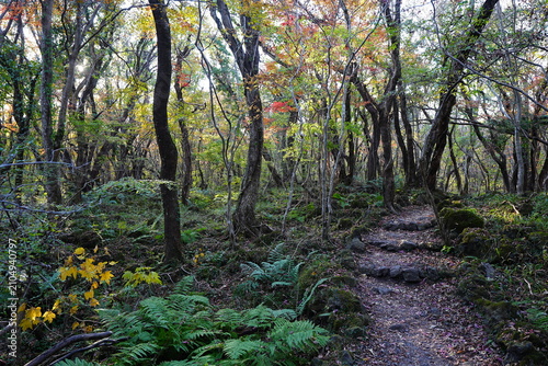 glittering forest and path with autumnal tints
