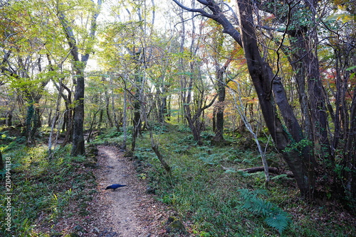 glittering forest and path with autumnal tints