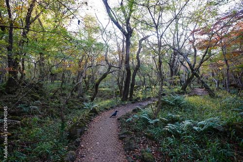 glittering forest and path with autumnal tints