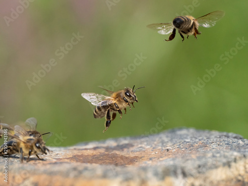 Honigbiene (Apis mellifera)