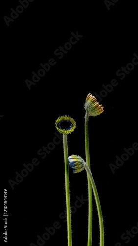 Trendy Turquoise Flower Time Lapse Aesthetic Gerbera Bloom Abstract Background