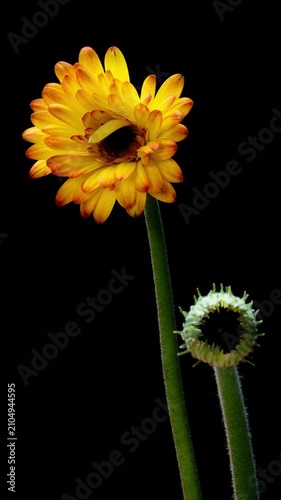 Blooming Gerbera and Closed Flower Bud in Dramatic Timelapse
