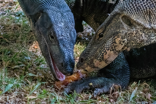 Canvas Print Pair of asian water monitor lizards (Varanus salvator) At Lumphini Park, Bangkok, Thailand