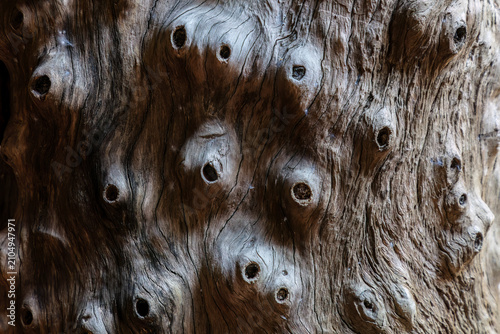 Antique Luan (philippine mahogony) tree, utilized as a structural pillar for a large wooden outdoor structure at the Woodlands museum in Bangkok, Thailand. At least one century old. 
