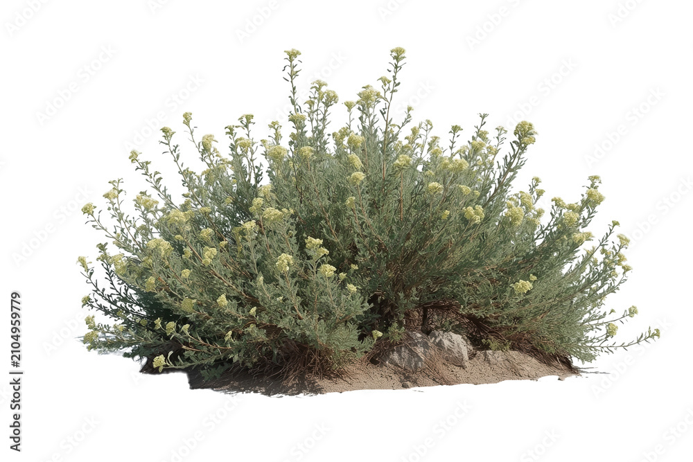 Fototapeta premium Desert shrub flowering with yellow blossoms, growing in arid landscape, cut out on transparent background