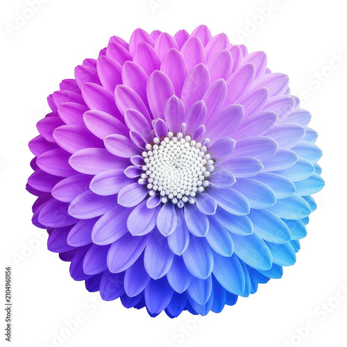 Vibrant chrysanthemum flower with gradient petals shifting from purple to blue and a white center isolated on a transparent background
