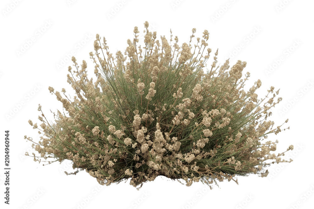 Fototapeta premium White flowering desert shrub, a sagebrush plant or broom snakeweed, with green foliage on transparent background