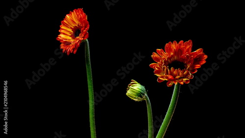Red and Yellow Gerbera Flowers Blooming Timelapse, Festive Floral Studio Footage, Black Background, 4K