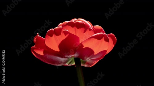 Flaming Red Tulip Blooming in Dramatic Timelapse