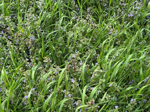 Meadow grass with glechoma hederacea ground ivy flowering plant.