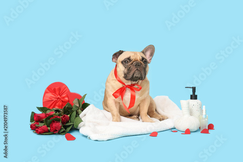 Cute French bulldog with sp...