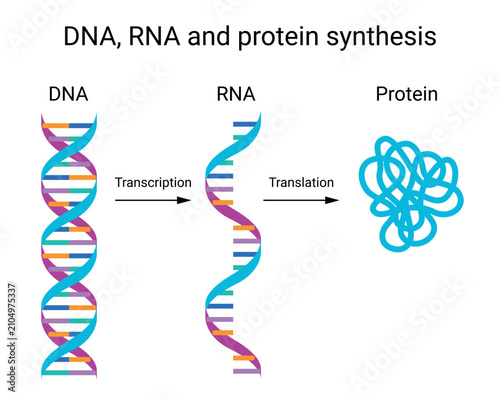 Fotografie DNA, RNA and Protein Synthesis Educational Diagram