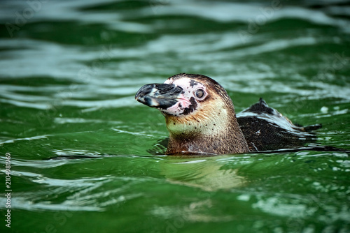 Humboldt-Pinguin ( Spheniscus humboldti ).