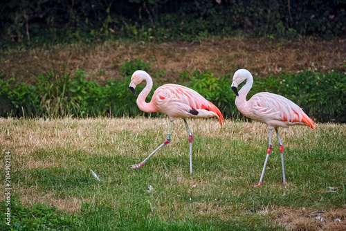 Foto Chilenischer Flamingo ( Phoenicopterus chilensis ).