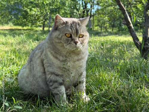 Photography Pretty cat feline in the garden
