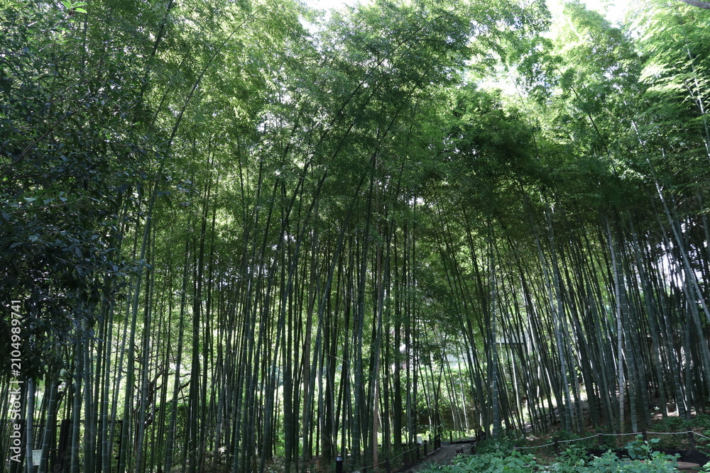Fototapeta premium 竹林
