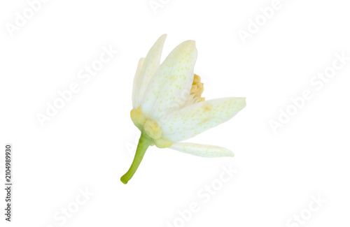 Fotografie Orange blossom flower side back view isolated transparent png