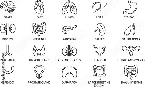 Foto Comprehensive collection of human internal organs, depicted as detailed line art icons for anatomical studies