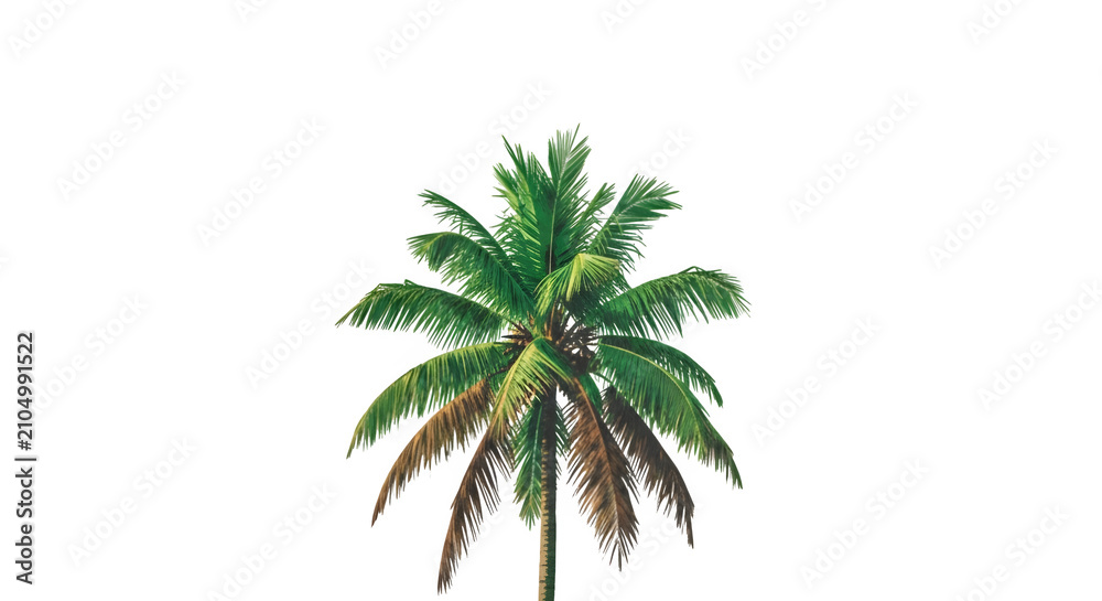 Fototapeta premium Isolated vibrant coconut palm tree featuring lush green fronds on a clean transparent background for tropical design projects