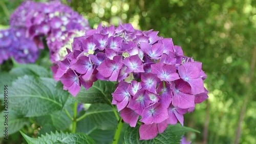 Flowering branches of Hydrangea macrophylla, also known as French hydrangea, bigleaf hydrangea and hortensia, with purple blooms, emerging buds and sparkling garden bokeh in soft natural light.