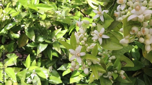 Graceful hanging branches of an orange tree covered with fragrant blossoms, buds and glossy leaves gently moving in the breeze. Ideal for neroli, perfume, spring and citrus garden concepts.