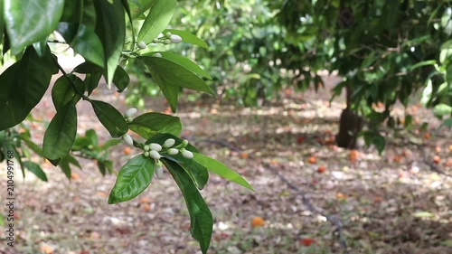 Drooping orange tree branch with white flower buds and glossy dark green leaves moving in the breeze above a productive citrus orchard with fallen oranges and drip irrigation lines.