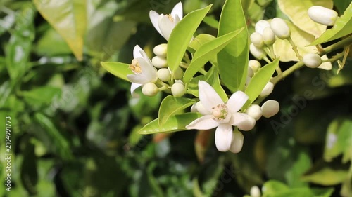 Sunlit branch of an orange tree laden with fragrant blossoms, unopened buds and glossy green leaves gently swaying in the wind. Perfect for neroli, fragrance and citrus bloom themes.