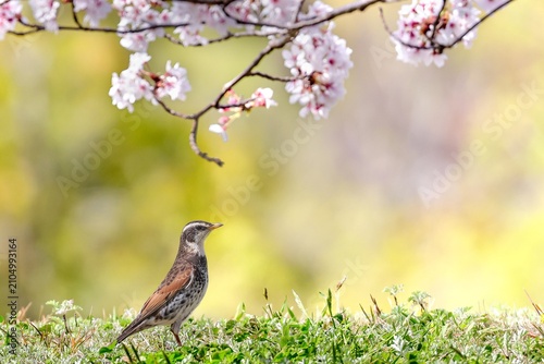 Canvastavla 桜とツグミ(Dusky Thrush)