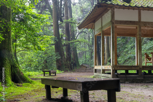 Tableau sur toile 緑豊かな林間の憩いの場 木々の間を通り抜けた柔らかな光