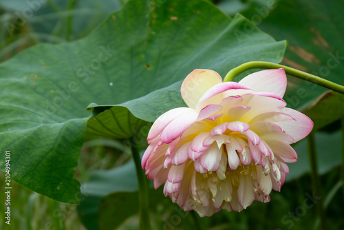 静謐な雰囲気、蓮の花と大きな葉