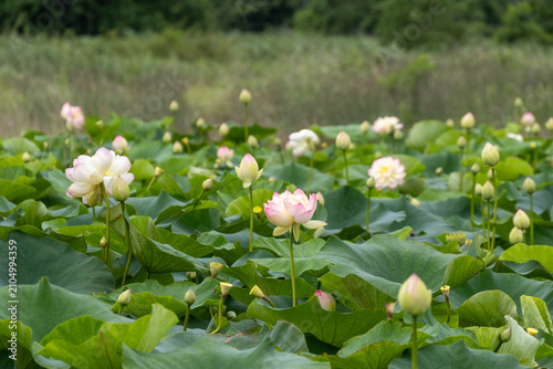 Quadro su tela 水面に広がる白とピンクの蓮の花と実